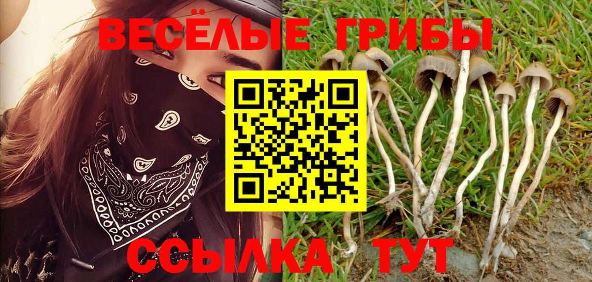Псилоцибиновые грибы Psilocybe Елец
